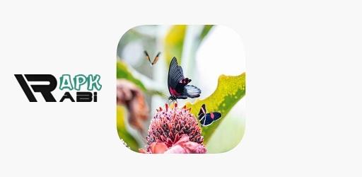 Thumbnail Butterfly Core