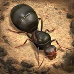 Icon The Ants: Underground Kingdom