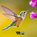Hummingbird Game